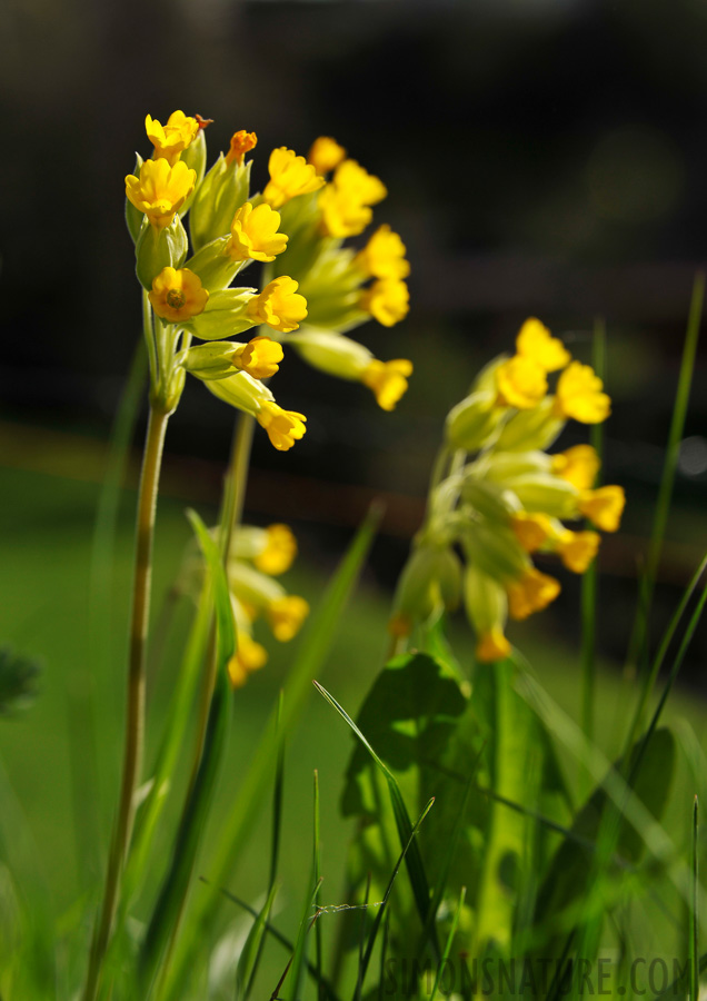 Wiesen-Primel (Primula véris) [85 mm, 1/640 Sek. bei f / 7.1, ISO 200]